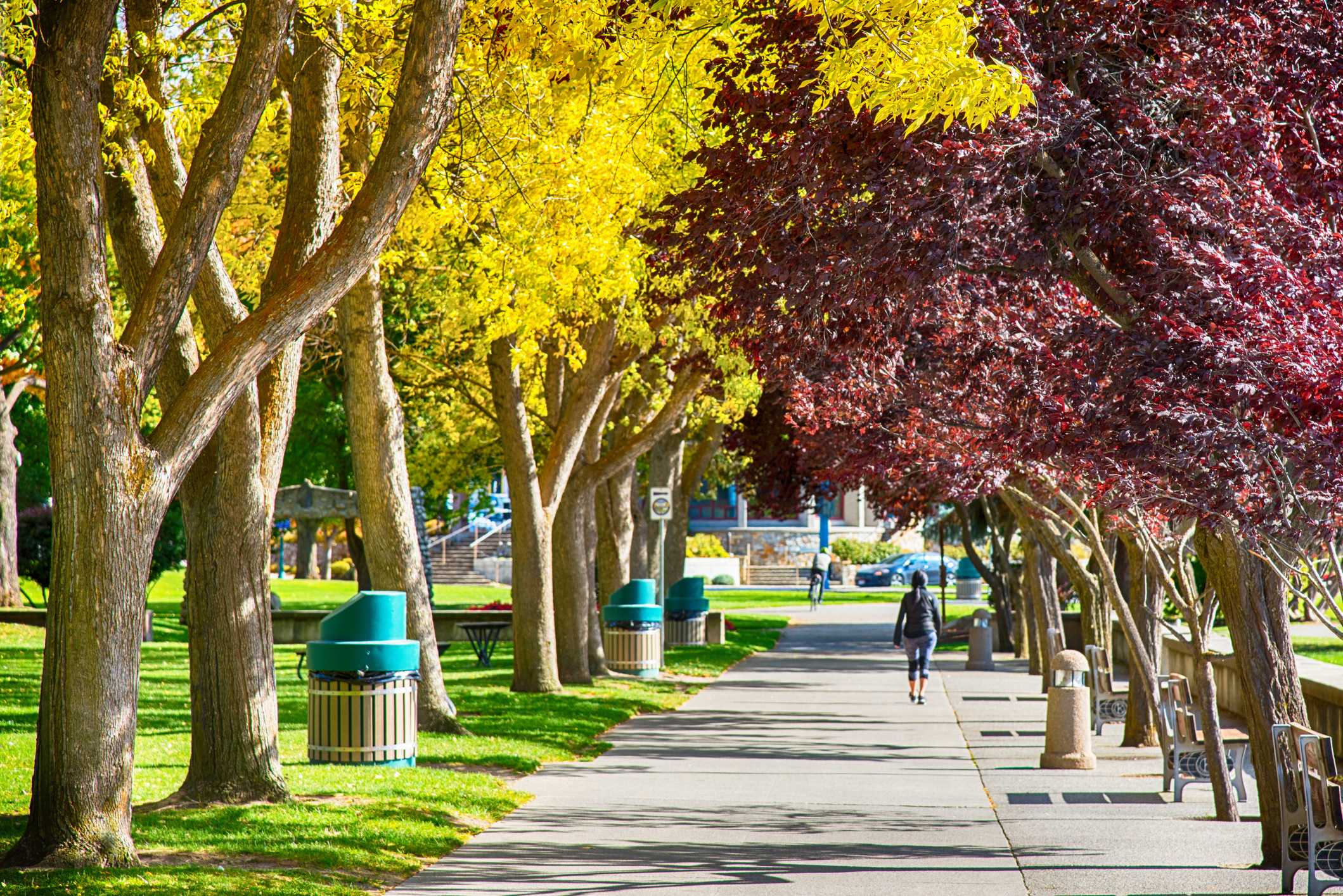 Treelines sidewalk in autumn